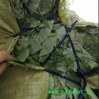 中药材淫羊藿 东北产淫羊藿色青无根统货 非北朝货品种齐全安国市场批发零售大全图2