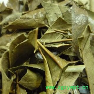 精品选装十大功劳叶 有刺 质量好  价格低 规格齐全  产地 广西壮族自治区图2