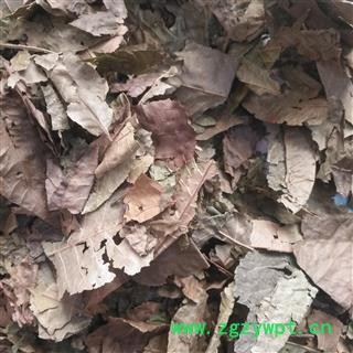 安祁名药青钱柳叶  金钱柳叶 摇钱树图3