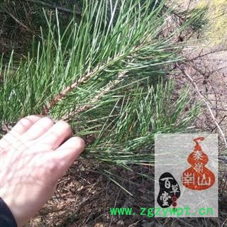 【现采现切现发】松针茶 秦岭优质松针 马尾松油松华山松干净无硫无污染手工切段500g图2