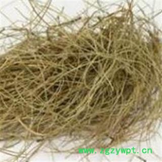 松针 精品选货颜色好 产地 山东省图2