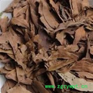 中药材榕树叶  落地金钱 榕树叶 小榕叶 小丽百草行 榕树叶图2