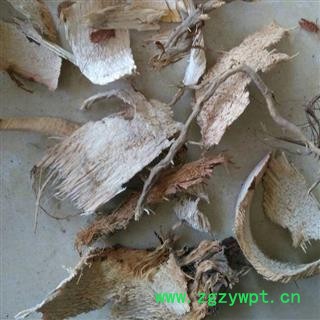 小丽百草行棕榈 棕榈根 棕树根图2