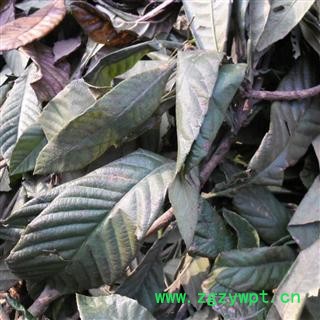 枇杷叶 青黄统 产地 四川省成都市双流县图3