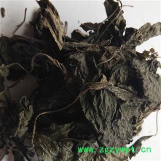 紫苏叶 紫苏叶全叶选货 产地 山东省图2