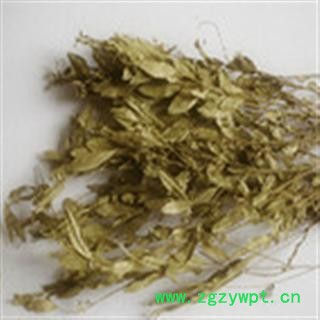 小丽百草行 鱼鳖草 鱼鳖金星 瓜子菜 金星草 抱石莲图2