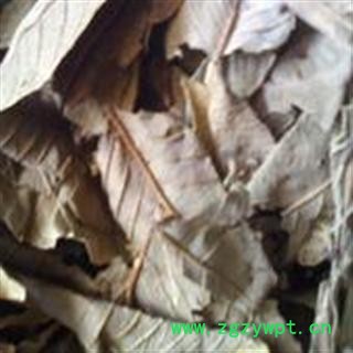 小丽百草行中药材番石榴叶  鸡矢茶 番桃图2