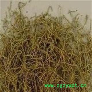 小丽百草行西河柳  山川柳  怪柳  三春柳 西湖柳 赤柽柳图2