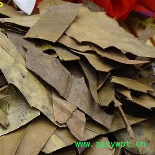 小丽百草行功劳叶 十大功劳叶图2