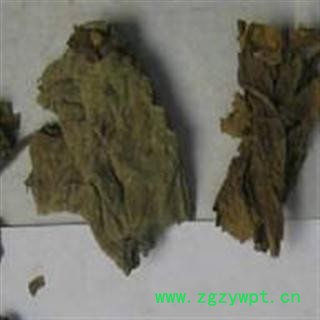 无花果叶干叶.无花果树叶子图2