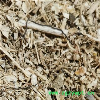 白鲜皮片1000克促销批发白鲜皮碎片颗粒 产地 内蒙古自治区图2