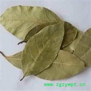 香叶 香叶统货 产地 广西壮族自治区图2