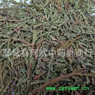 【侧柏叶】@【同欢药材】中药材批发供应  规格齐全 量大从优  产地 山东省图2