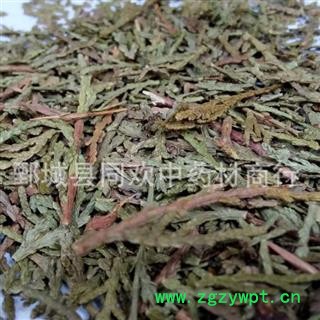 【侧柏叶】@【同欢药材】中药材批发供应  规格齐全 量大从优  产地 山东省图3