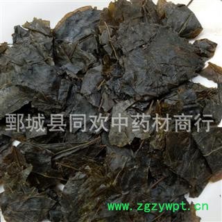 【苦丁茶叶 毛冬青叶】@【同欢药材】中药材批发供应 规格齐全 量大从优 产地 安徽省图3