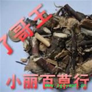 小丽百草行新品 统了哥王 产地广东省图2