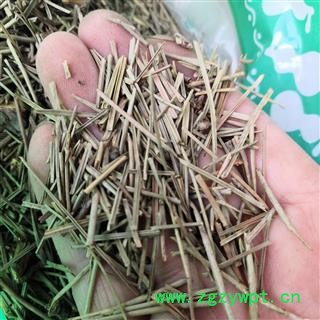 诺源药材行松针 黑松 油松 华山松图2