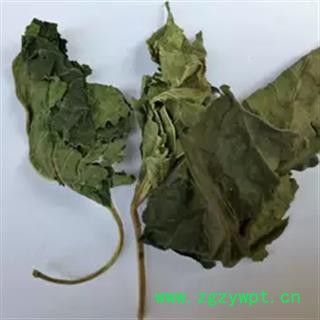 安祁名药桑叶 霜桑叶图3