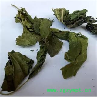 安祁名药桑叶 霜桑叶图2