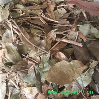 安祁名药中药材山香圆叶  叶香山元叶图3