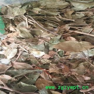 安祁名药中药材山香圆叶  叶香山元叶图2