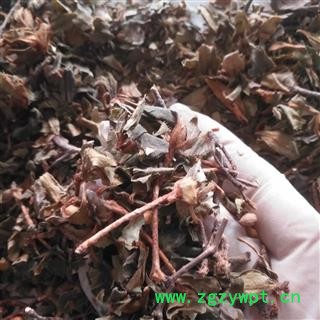 安祁名药正品满山红 小叶满山红图2