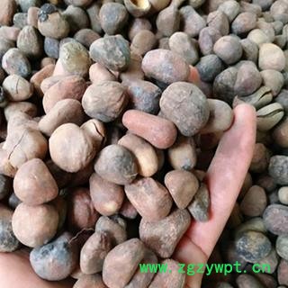 安祁名药三角枫  大风子 大枫子图2