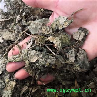 安祁名药楮叶 楮树叶 无硫新货图3