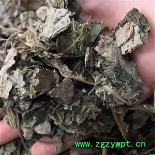 安祁名药楮叶 楮树叶 无硫新货图2