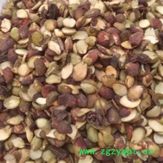 安祁名药正品山黄皮 黄皮核 黄皮果图2