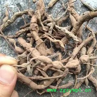 安祁名药正品野生老虎刺  虎刺根  绣花针 地下部分图2