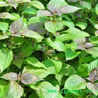 紫苏叶 秦岭优质苏叶 手工切割 日晒无硫1000g【打折已结束】图3