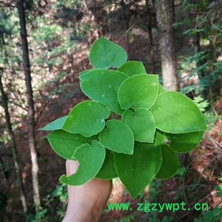 秦岭优质野生淫羊藿 特级淫羊藿 小叶心形 高藿苷 可配锁阳肉苁蓉500g图2