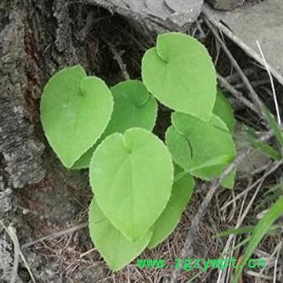 秦岭优质野生淫羊藿 特级淫羊藿 小叶心形 高藿苷 可配锁阳肉苁蓉500g图3