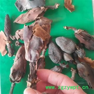 川朴 川朴花 厚朴花 产地 四川省图2