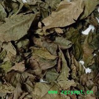 小丽百草行青钱柳叶   摇钱树 麻柳 青钱李 山麻柳 山化树 金钱柳叶图2