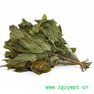 小丽百草行人参叶  小叶人参叶 新货图2