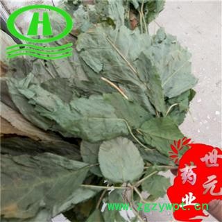 世元药业 人参叶 正品 别称-人参苗 参叶【全品除尘中药】图2