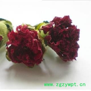 康乃馨 1000克图2