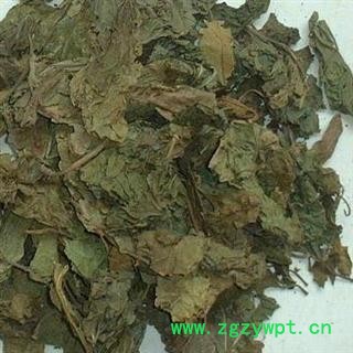 霜桑叶 家桑 荆桑 桑椹树 黄桑 霜叶霜 叶蜜 桑叶冬桑叶选货 产地 四川省 批发各种冷背中草药个子图2