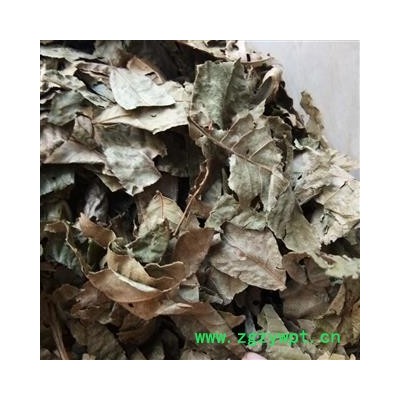 青钱柳叶  摇钱树 麻柳 胡桃科  全叶 产地 湖北省