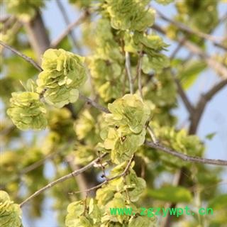 世元药业 榆钱 榆实 榆子 榆仁 榆荚仁 天然 新货 促销图2