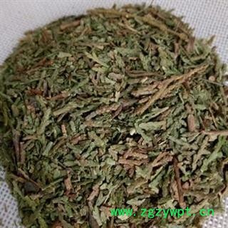 瑞森药材行侧柏叶 刺柏叶 侧柏树叶 侧柏树叶 香柏 扁柏 柏树图2