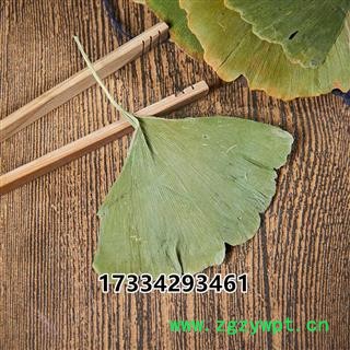 中药材 银杏叶片  银杏茶 可做枕头图3