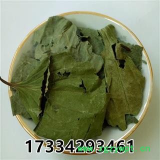 中药材 柿子叶 柿叶茶柿子叶茶柿子叶 柿叶 新货图2