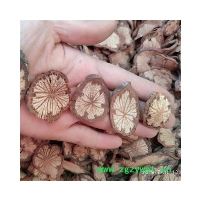 广西壮乡中草药 野生 红藤 大血藤 槟榔钻 产地 广西柳州