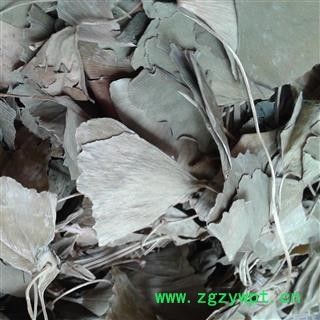 银杏叶 统 产地 浙江省图2