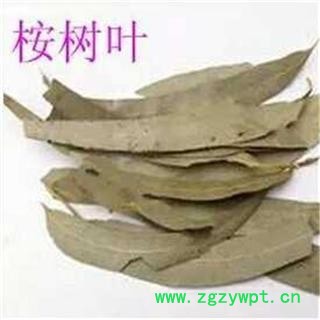 芝春堂冷背奇中药材批发零售无硫正品桉叶桉树叶支持验货图2