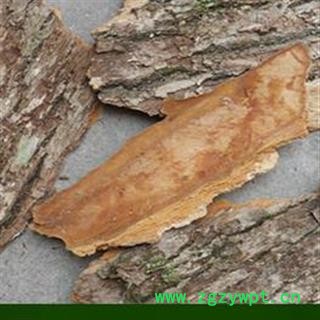 圣草康园中药材新货 无杂质 樟木皮 樟树皮 香樟树皮 樟皮图2