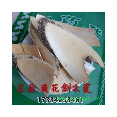 中药材黄花倒水莲  倒吊黄根 黄花大远志 观音串